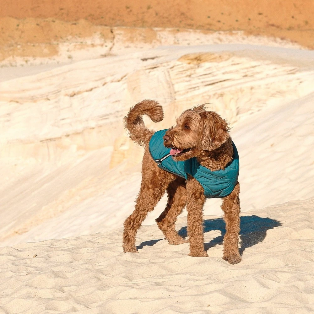 Жилет Pet Fashion E.Vest для собак морська хвиля М