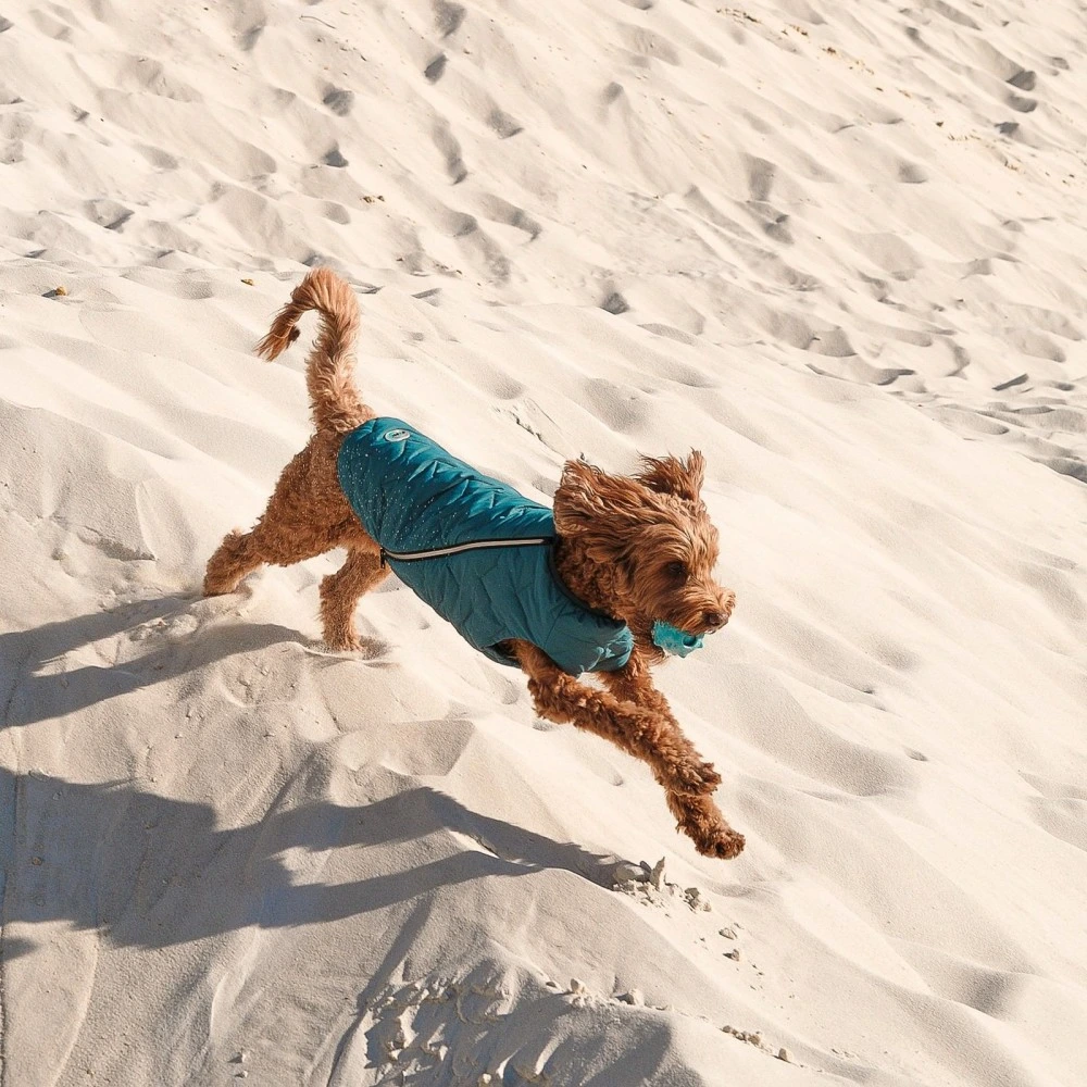 Жилет Pet Fashion E.Vest для собак морская волна XS-2