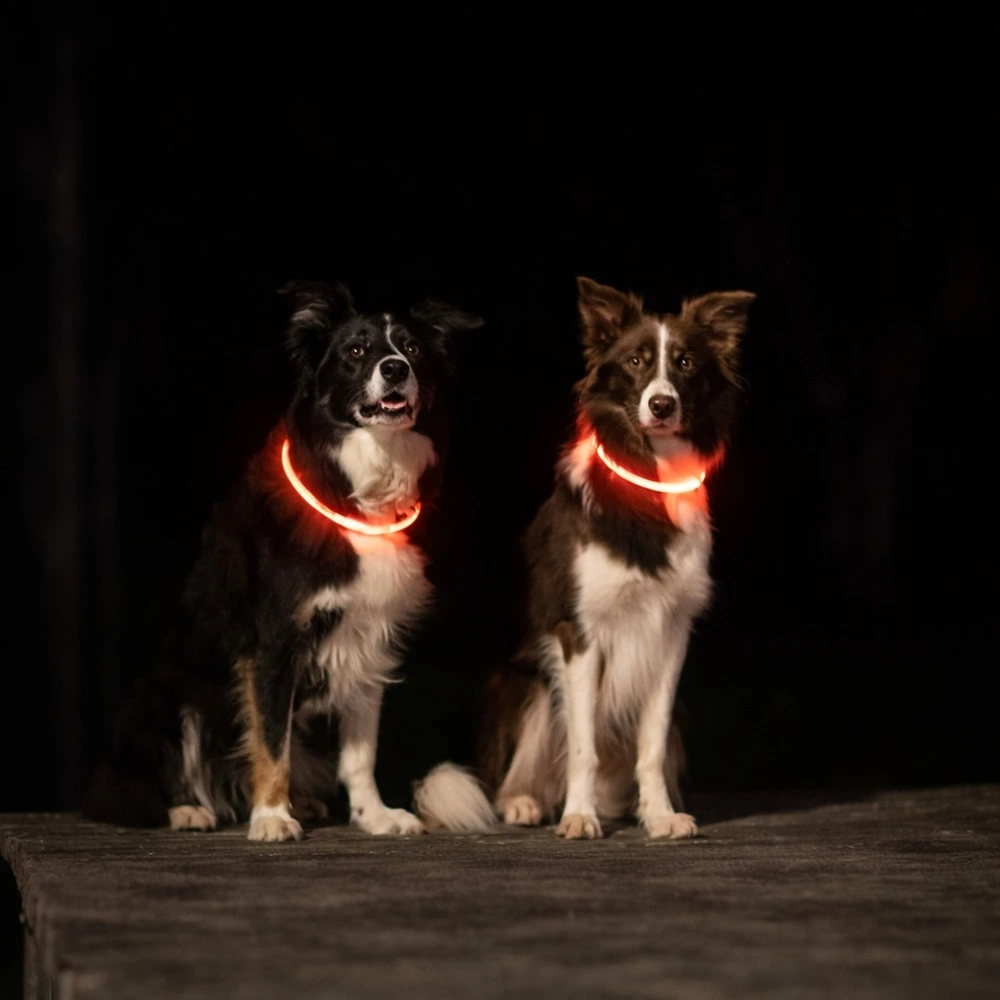 Нашийник Trixie Flash Light Ring USB для собак мигаючий силіконовий синій  розмір  L–XL 65 см/8 мм