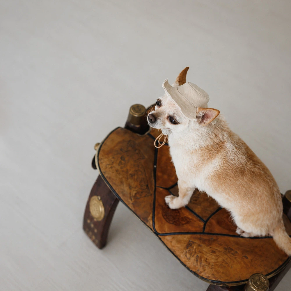Панама Pet Fashion Gold для собак M