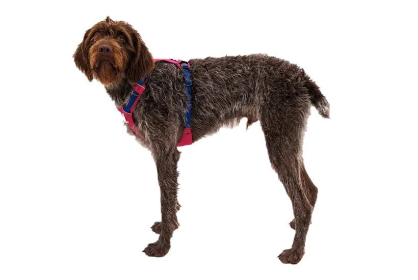 Полегшена шлейка для собак Ruffwear Hi & Light L/XL 81-107 см Малиновий