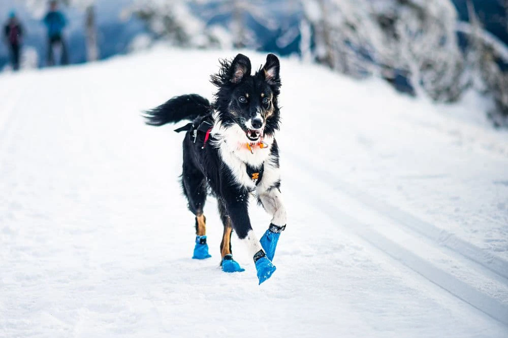 Ботинки для собак Long distance bootie Non-stop dogwear Синий S