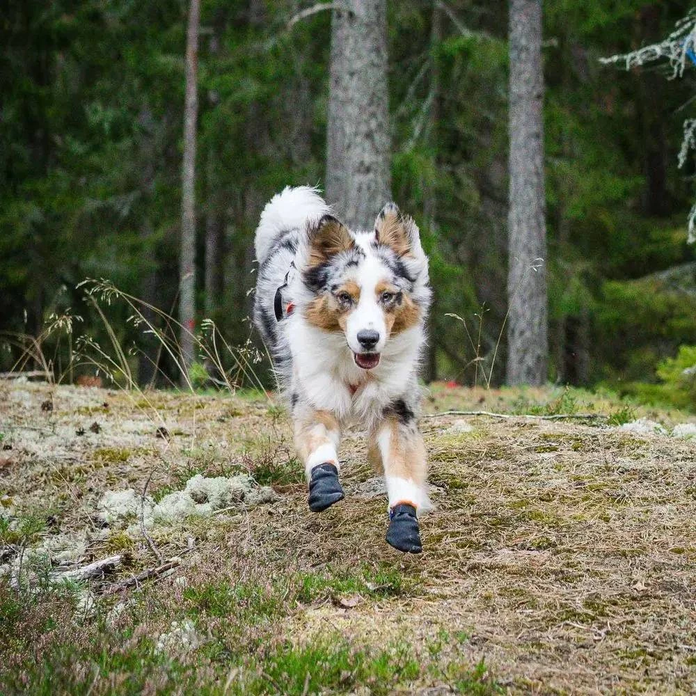 Ботинки для собак Protector bootie Non-stop dogwear Черный/Оранжевый XS