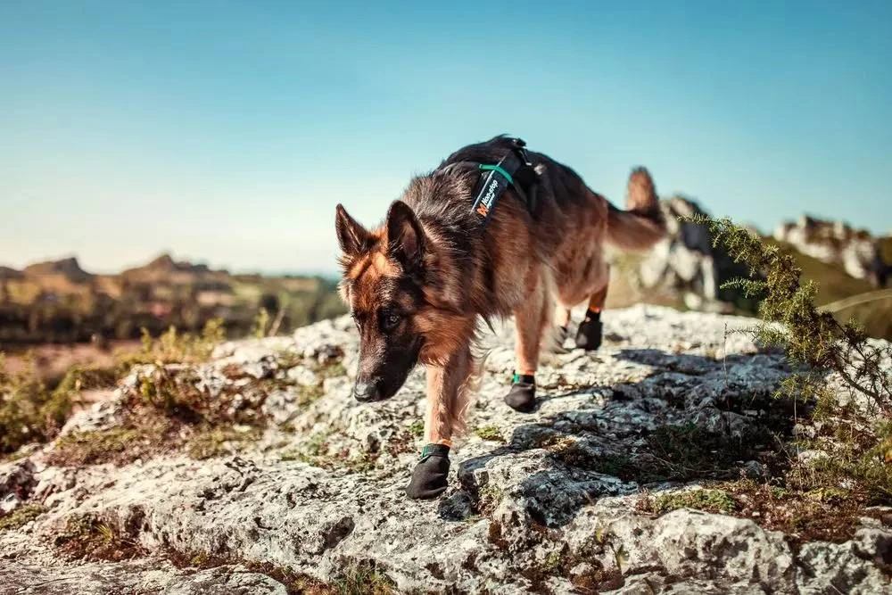 Черевики для собак Protector bootie Non-stop dogwear Чорний/Помаранчевий M
