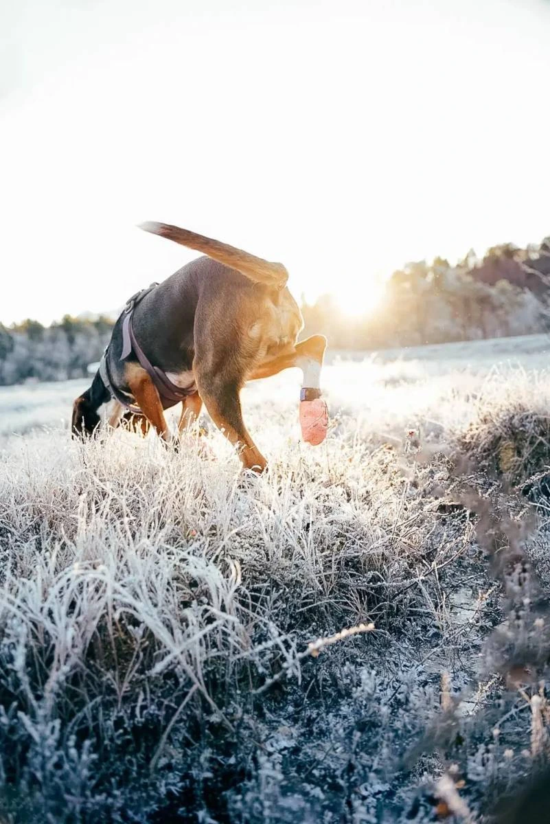 Шкарпетки для собак Protector light socks Non-stop dogwear Помаранчевий М