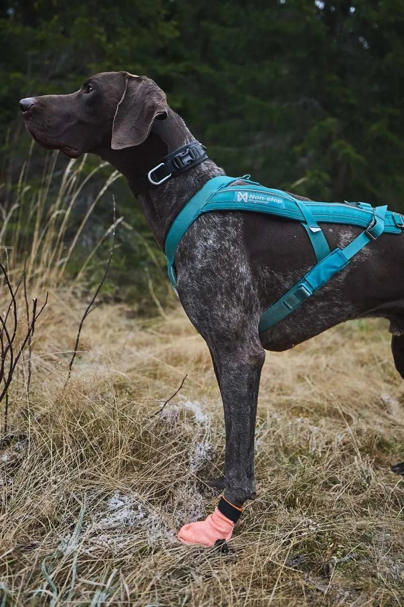 Шкарпетки для собак Protector light socks Non-stop dogwear Помаранчевий М