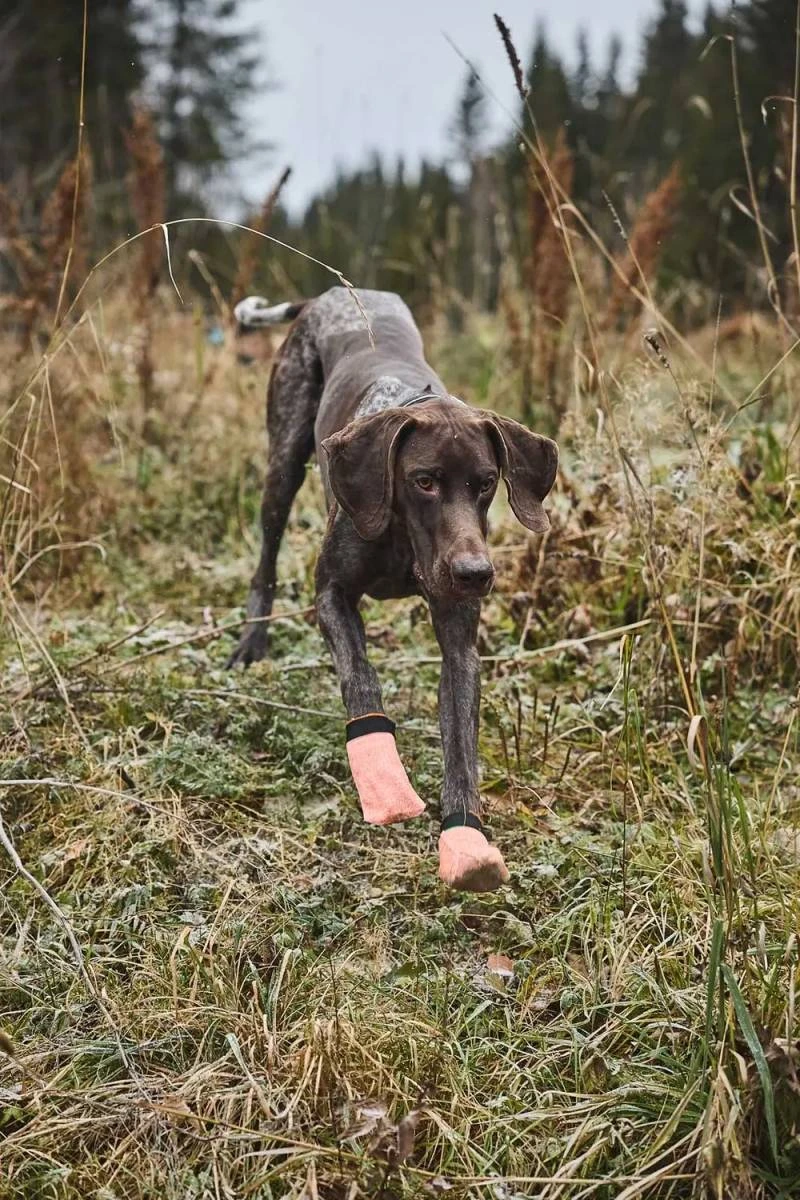 Шкарпетки для собак Protector light socks Non-stop dogwear Помаранчевий L