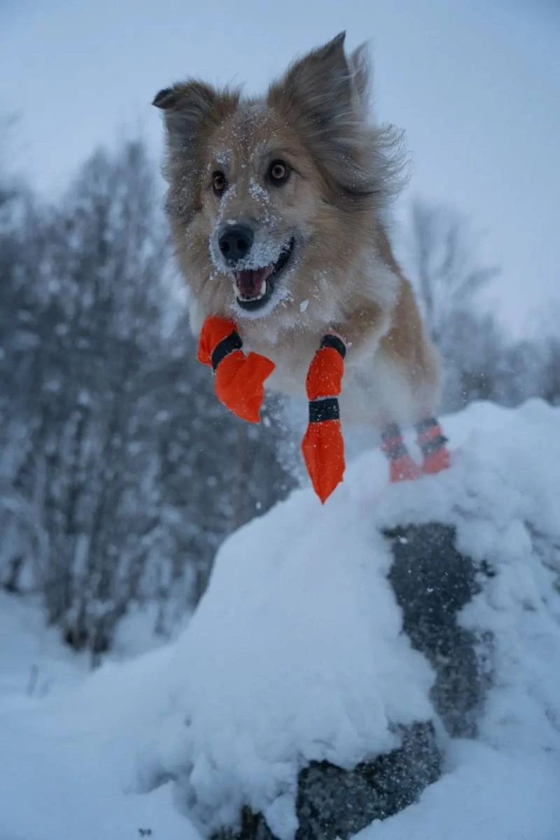 Високі черевики для собак Contact bootie high Non-stop dogwear Помаранчевий XS