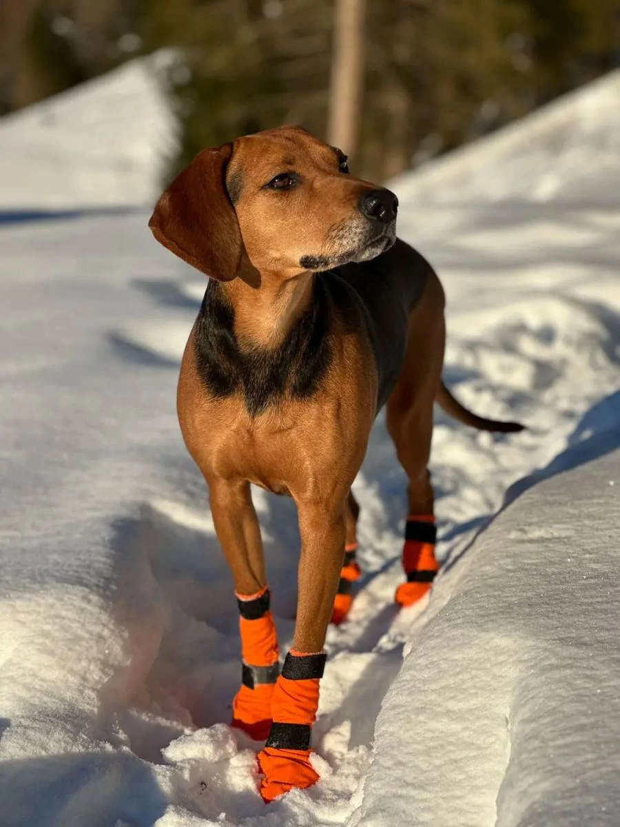 Високі черевики для собак Contact bootie high Non-stop dogwear Помаранчевий S