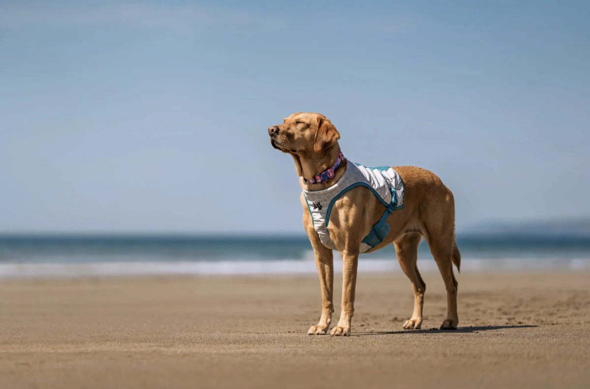 Охолоджуючий жилет для собак Cooling vest Non-stop dogwear Сірий S