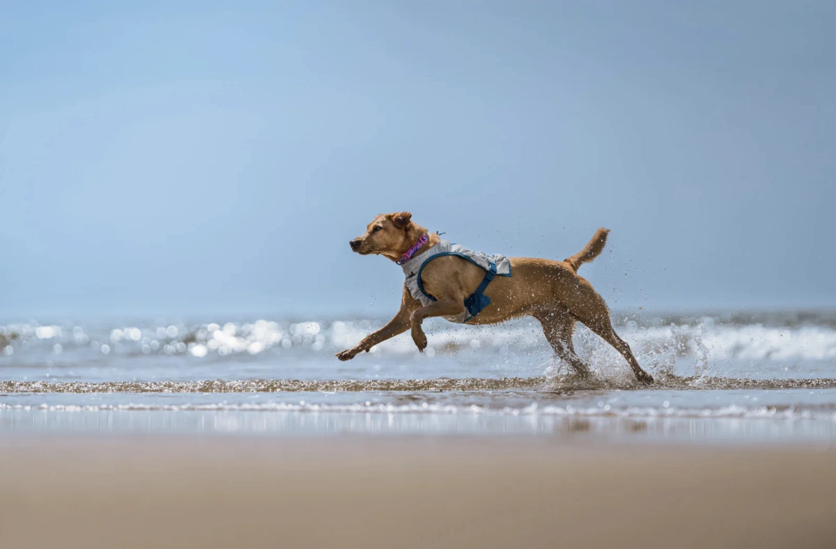 Охолоджуючий жилет для собак Cooling vest Non-stop dogwear Сірий L