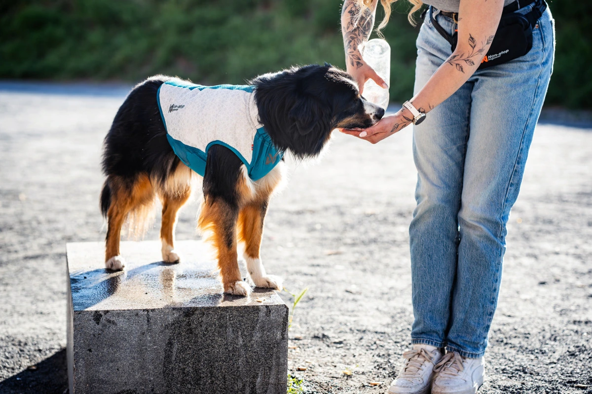 Охолоджувальний жилет для собак Cooling pull-on Non-stop dogwear Сіро-блакитний 40