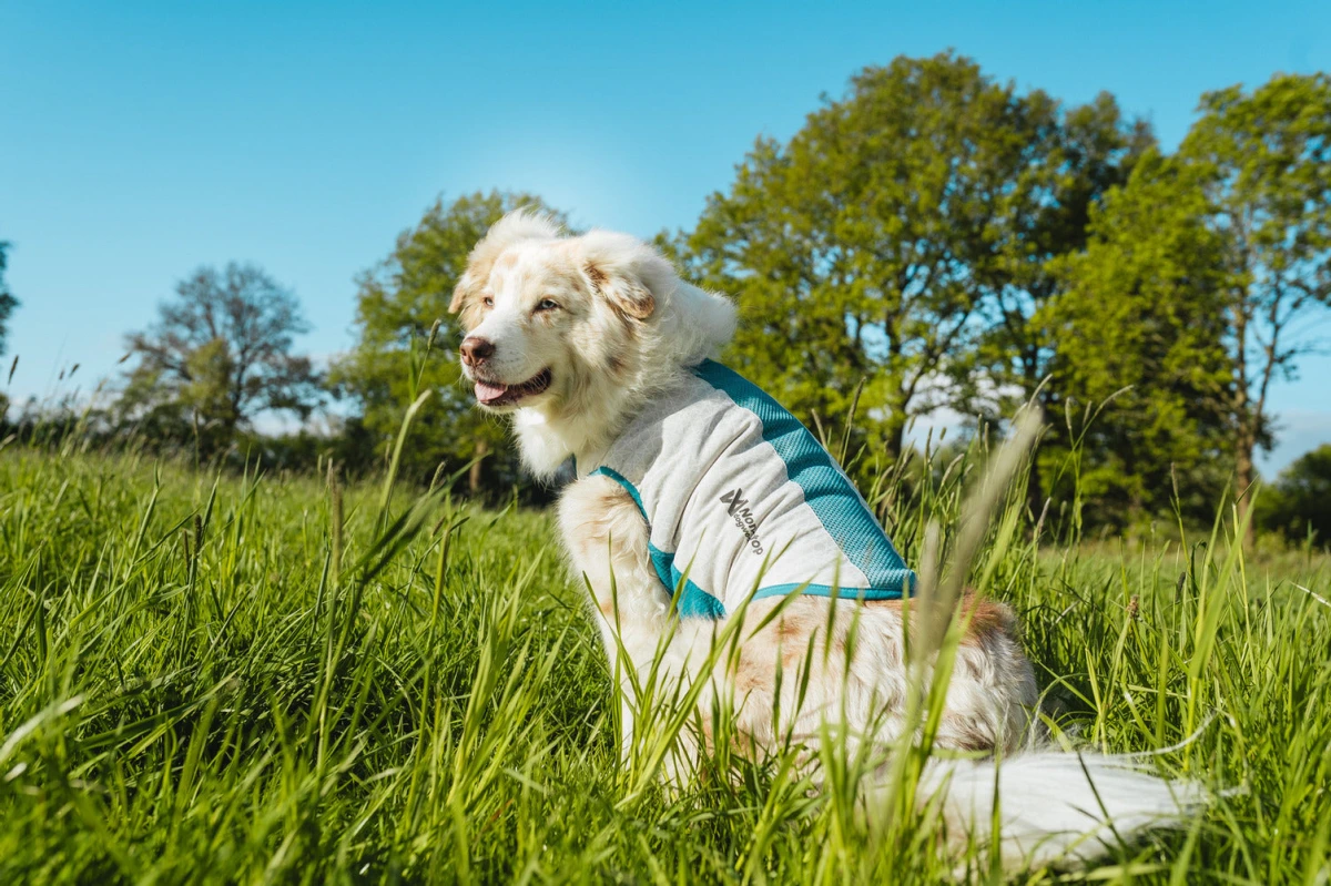 Охолоджувальний жилет для собак Cooling pull-on Non-stop dogwear Сіро-блакитний 70