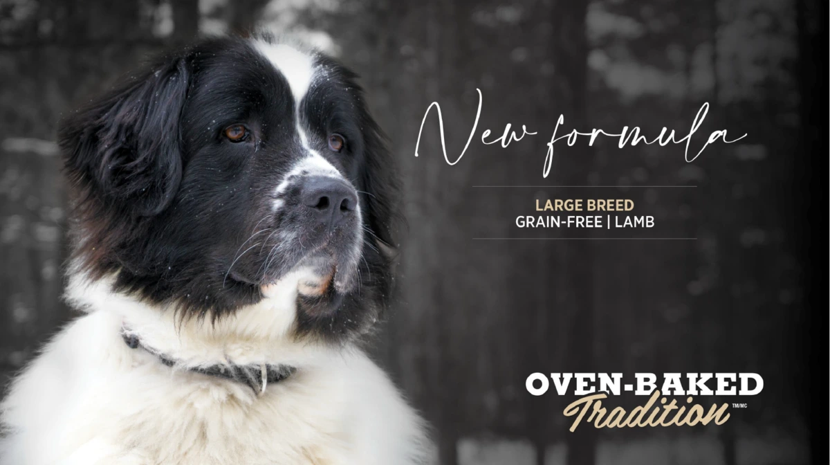 Корм для собак Oven-Baked Tradition Grain-Free для великих порід, з ягням, 2.27 кг