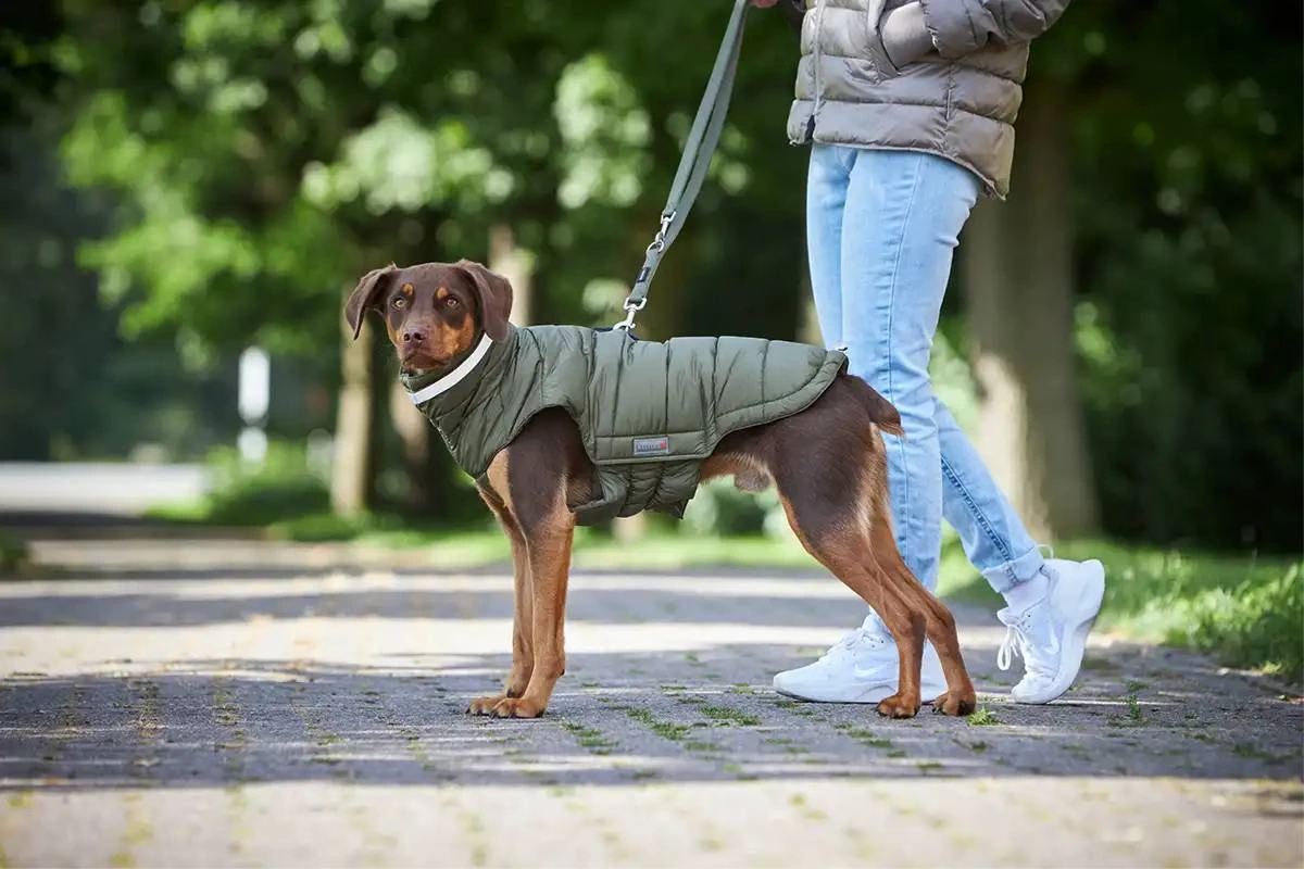 Тепла куртка для собак Wolters Cosy для Такс 48 см Оливковий