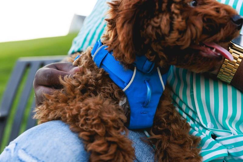 Повсякденний нашийник для собак Ruffwear Front Range™ 51-66 см Синій