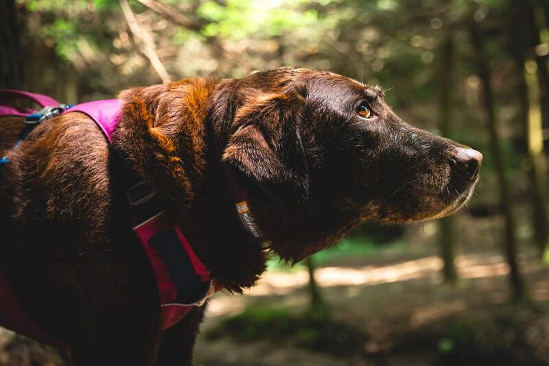 Легка шлейка для собак Ruffwear Flagline™ XXS 33-43 см Малиновий