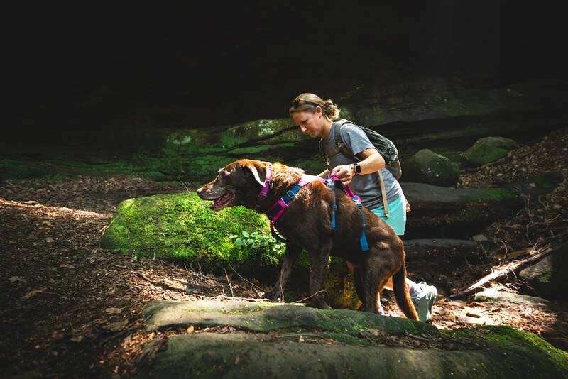 Легка шлейка для собак Ruffwear Flagline™ XS 43-56 см Малиновий