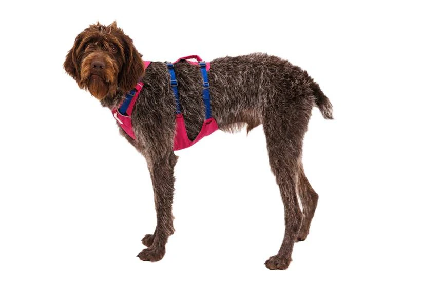 Легка шлейка для собак Ruffwear Flagline™ XS 43-56 см Малиновий