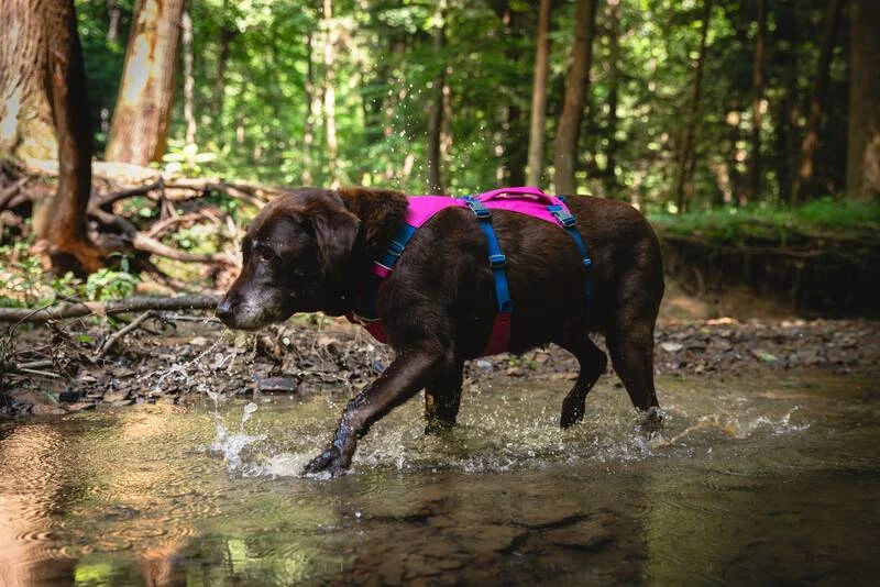 Легка шлейка для собак Ruffwear Flagline™ L/XL 81-107 см Малиновий