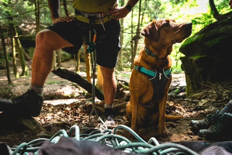 Легка шлейка для собак Ruffwear Flagline™ XS 43-56 см Сірий