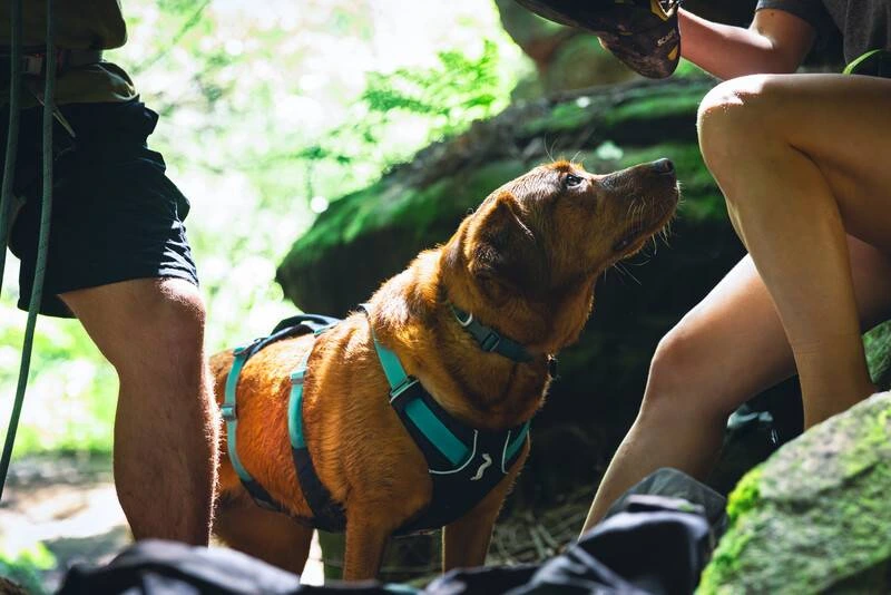 Легка шлейка для собак Ruffwear Flagline™ XS 43-56 см Сірий