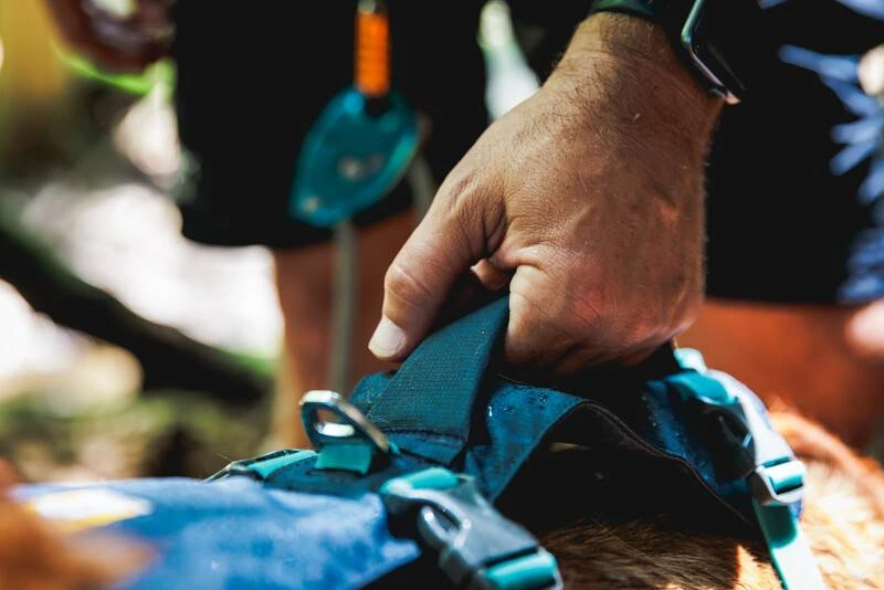Легка шлейка для собак Ruffwear Flagline™ XS 43-56 см Сірий