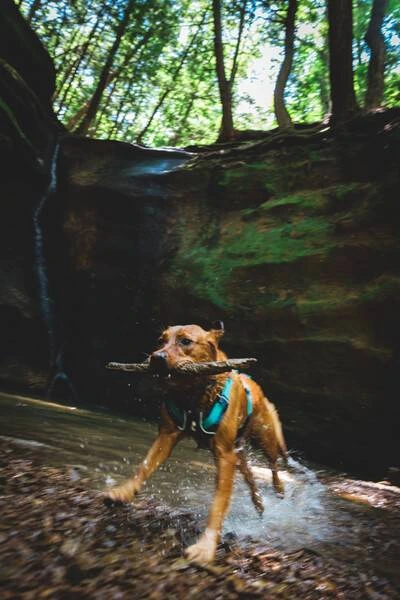 Легка шлейка для собак Ruffwear Flagline™ L/XL 81-107 см Сірий