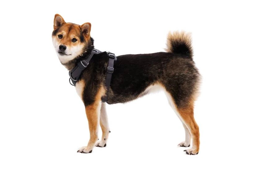 Повсякденна шлейка для собак Ruffwear Front Range® XXS 33-43 см Сірий