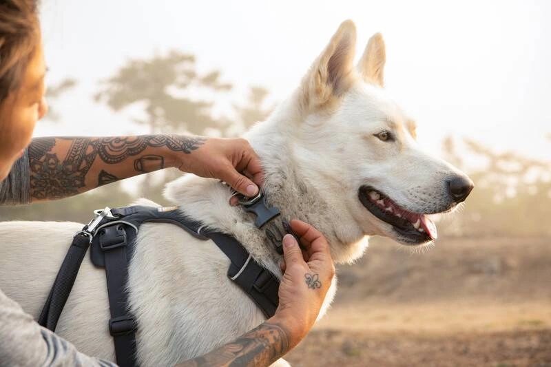 Повсякденна шлейка для собак Ruffwear Front Range® XXS 33-43 см Сірий