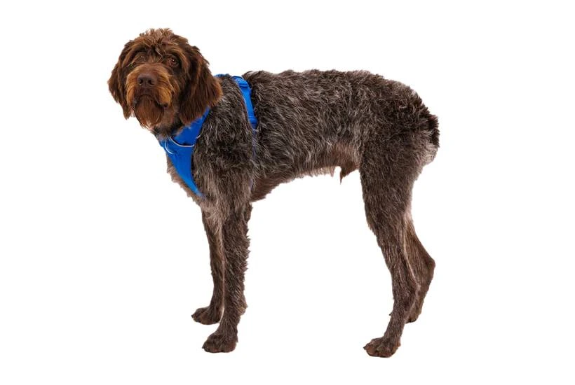 Повсякденна шлейка для собак Ruffwear Front Range® L/XL 81-107 см Синій