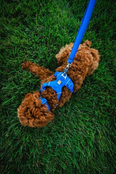 Повсякденна шлейка для собак Ruffwear Front Range® L/XL 81-107 см Синій
