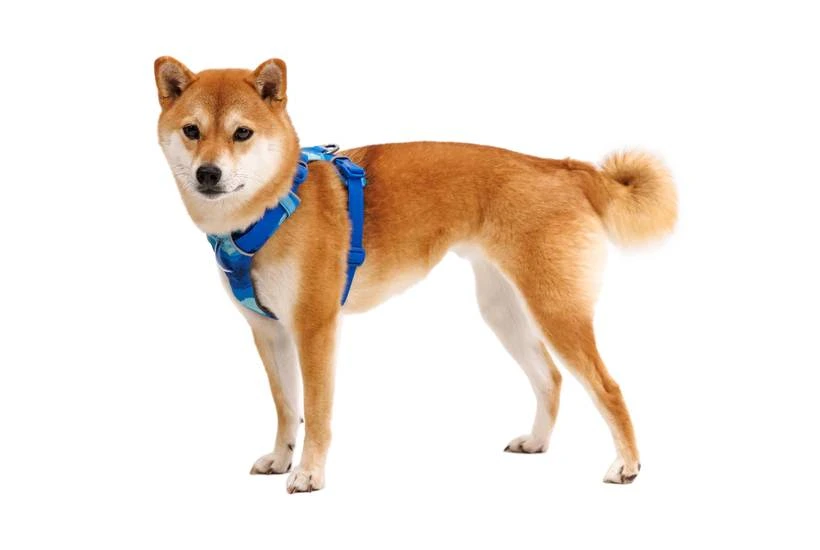 Повсякденна шлейка для собак Ruffwear Front Range XXS 33-43 см Синьо-блакитний