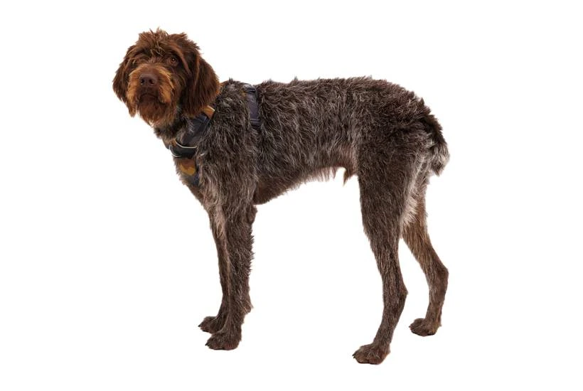Повсякденна шлейка для собак Ruffwear Front Range® XXS 33-43 см Сіро-коричневий