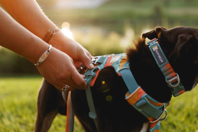 Повсякденна шлейка для собак Ruffwear Front Range® XS 43-56 см Бірюзово-жовтогарячий