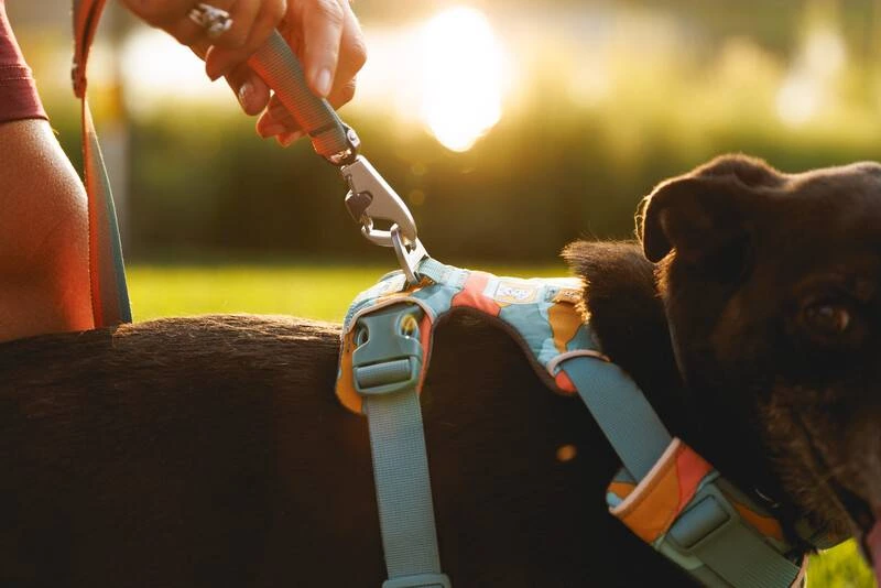 Повсякденна шлейка для собак Ruffwear Front Range® XS 43-56 см Бірюзово-жовтогарячий