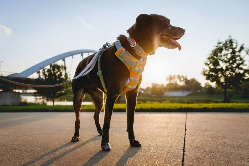 Повсякденна шлейка для собак Ruffwear Front Range® XS 43-56 см Бірюзово-жовтогарячий