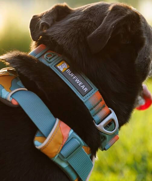 Повсякденна шлейка для собак Ruffwear Front Range® XS 43-56 см Бірюзово-жовтогарячий