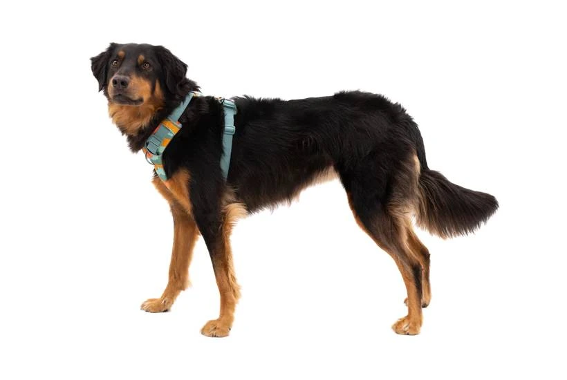 Повседневная шлейка для собак Ruffwear Front Range® M 69-81 см Бирюзово-оранжевый