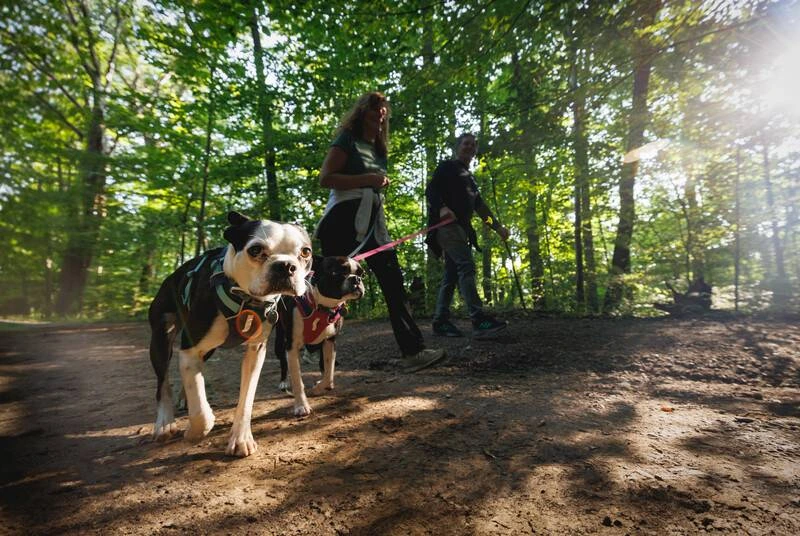 Облегченная шлейка для собак Ruffwear Hi & Light™ XXXS 23-33 см Малиновый