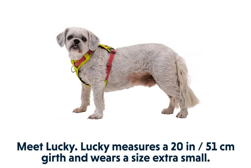 Облегченная шлейка для собак Ruffwear Hi & Light™ L/XL 81-107 см Желтый