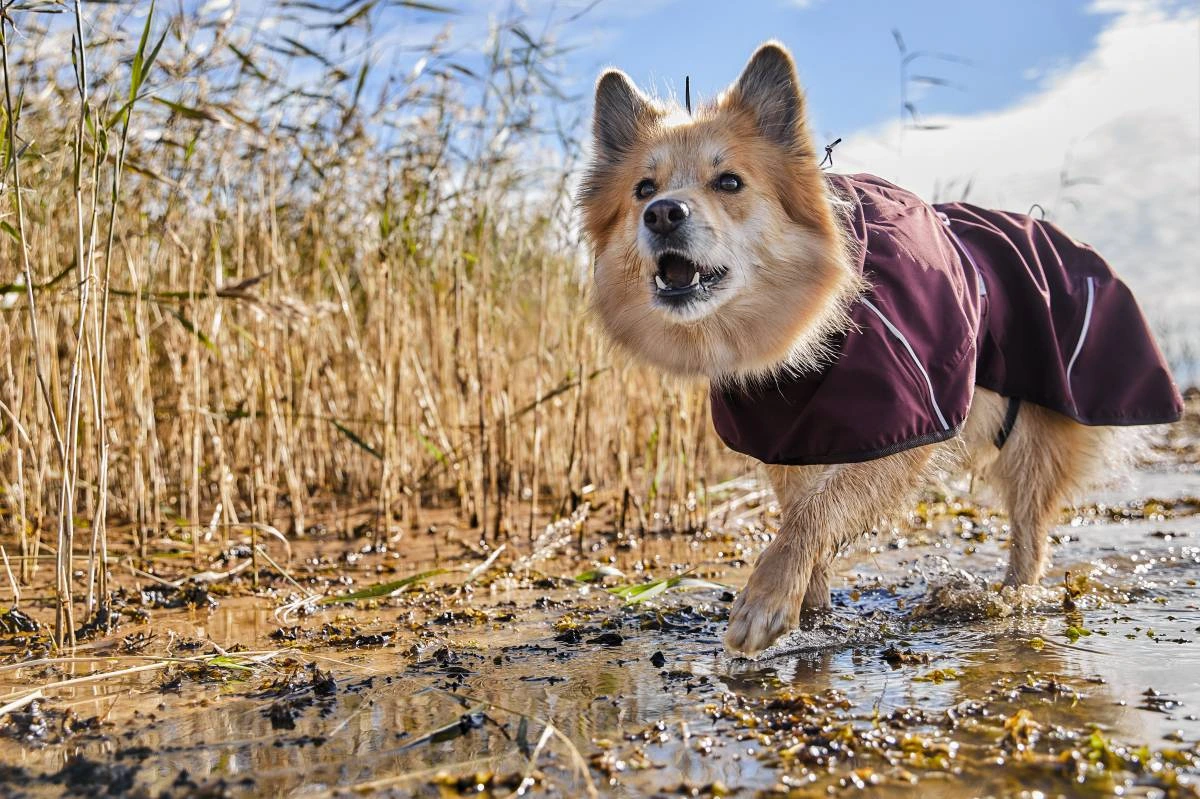 Дощовик для собак Hurtta Mudventure Coat ECO 65 Фіолетовий