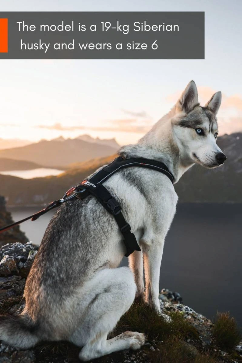 Шлейка для собак Line harness 5.0 Non-stop dogwear Чорний 1