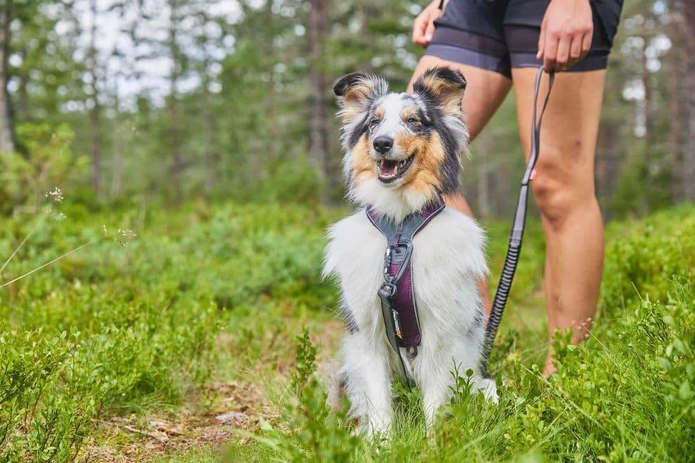 Шлейка для собак Line harness 5.0 Non-stop dogwear Фіолетовий 4