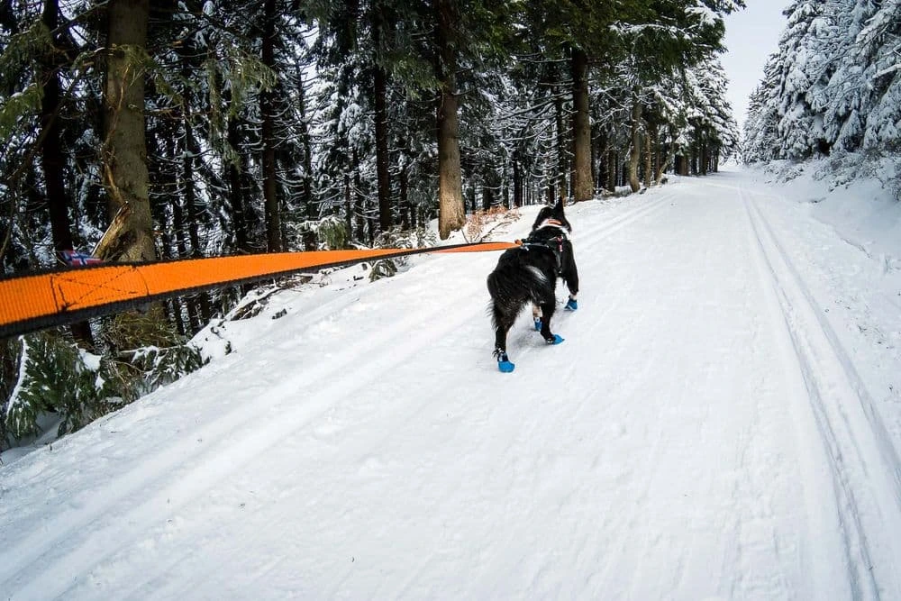 Повідець для собак Bungee leash Non-stop dogwear Чорний/Помаранчевий 2 м/23 мм