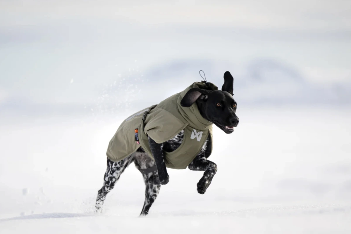 Зимова куртка для собак Glacier wool jacket 3.0 Non-stop dogwear Зелений 40