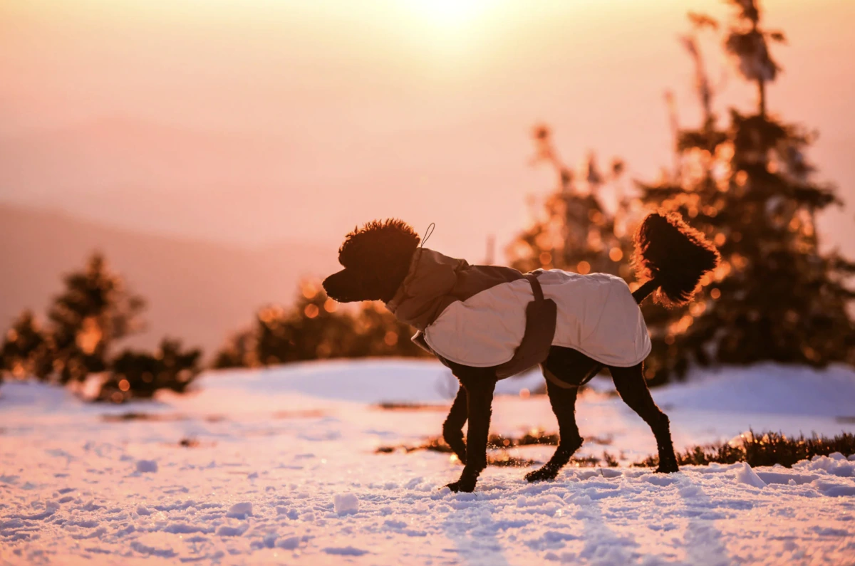 Зимова куртка для собак Glacier wool jacket 3.0 Non-stop dogwear Сірий 50