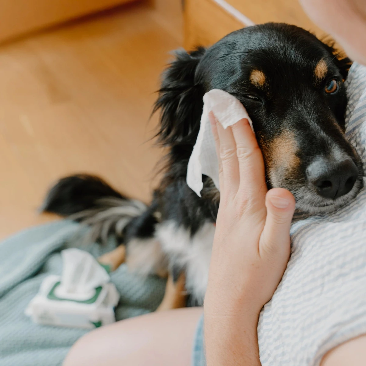 Бамбукові серветки для очищення слізних доріжок собак Beco Pets Dog Eye Wipes 70 шт.