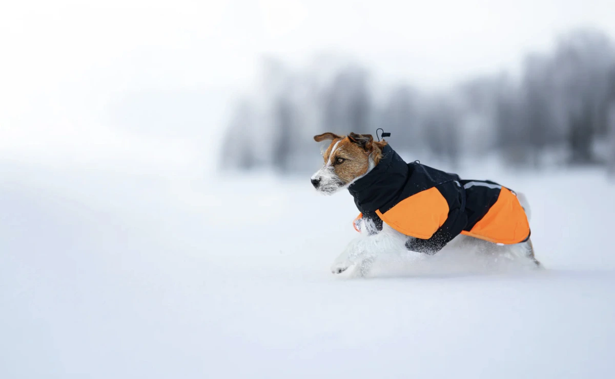 Тепла зимова куртка для собак Glacier jacket 3.0 Non-stop dogwear Чорний/Помаранчевий 65