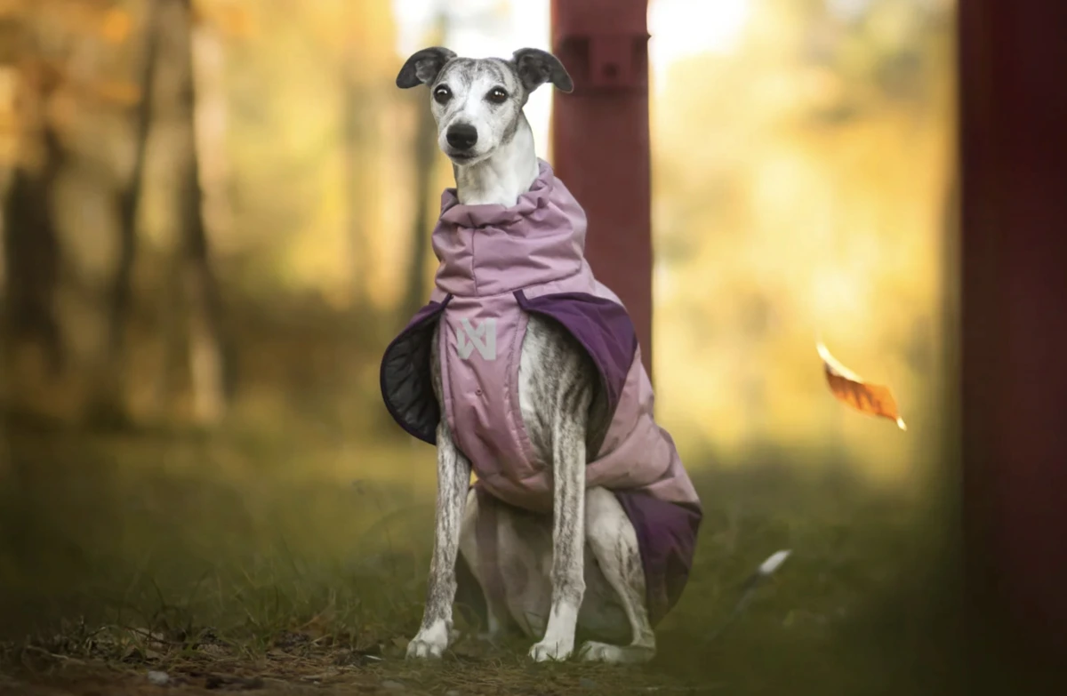 Теплая зимняя куртка для собак Glacier jacket 3.0 Non-stop dogwear Фиолетовый 50
